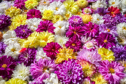 50 Unwins Dwarf Mix Dahlia (Dahlia Variabilis) Seeds