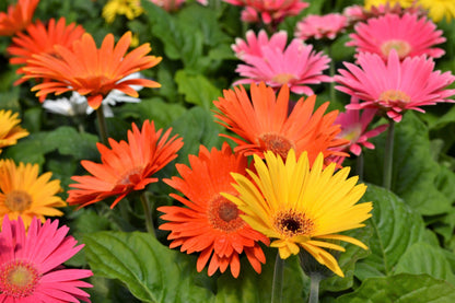 20 Gerber Diasy (Gerbera Jamesonii) Seeds