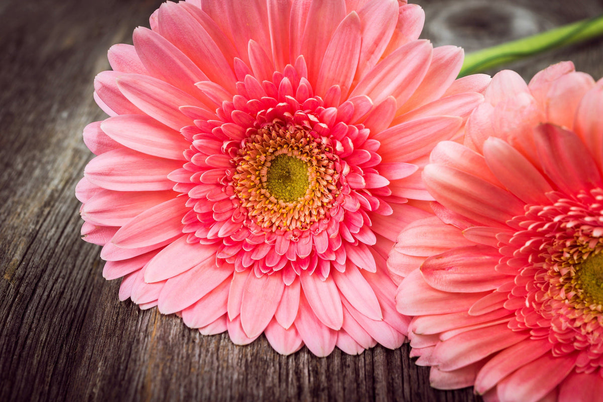 20 Gerber Diasy (Gerbera Jamesonii) Seeds