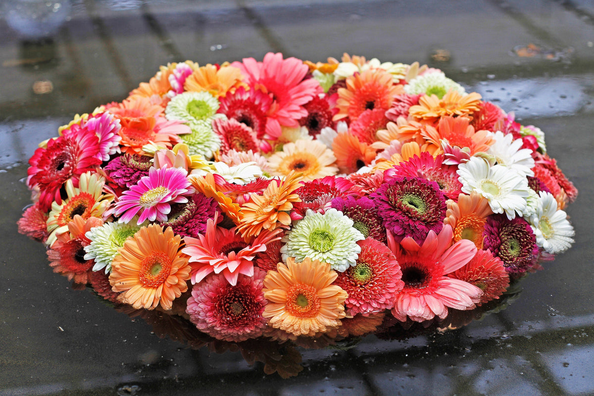 20 Gerber Diasy (Gerbera Jamesonii) Seeds