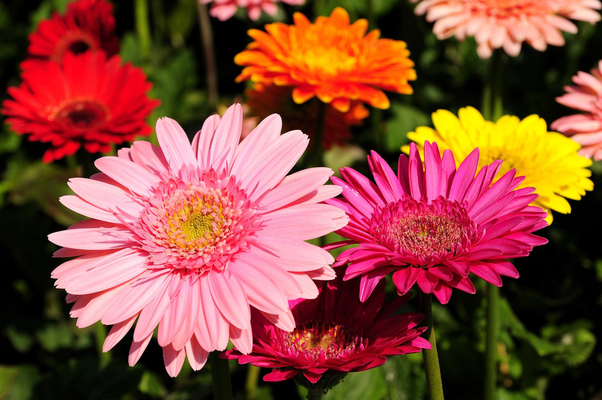 20 Gerber Diasy (Gerbera Jamesonii) Seeds