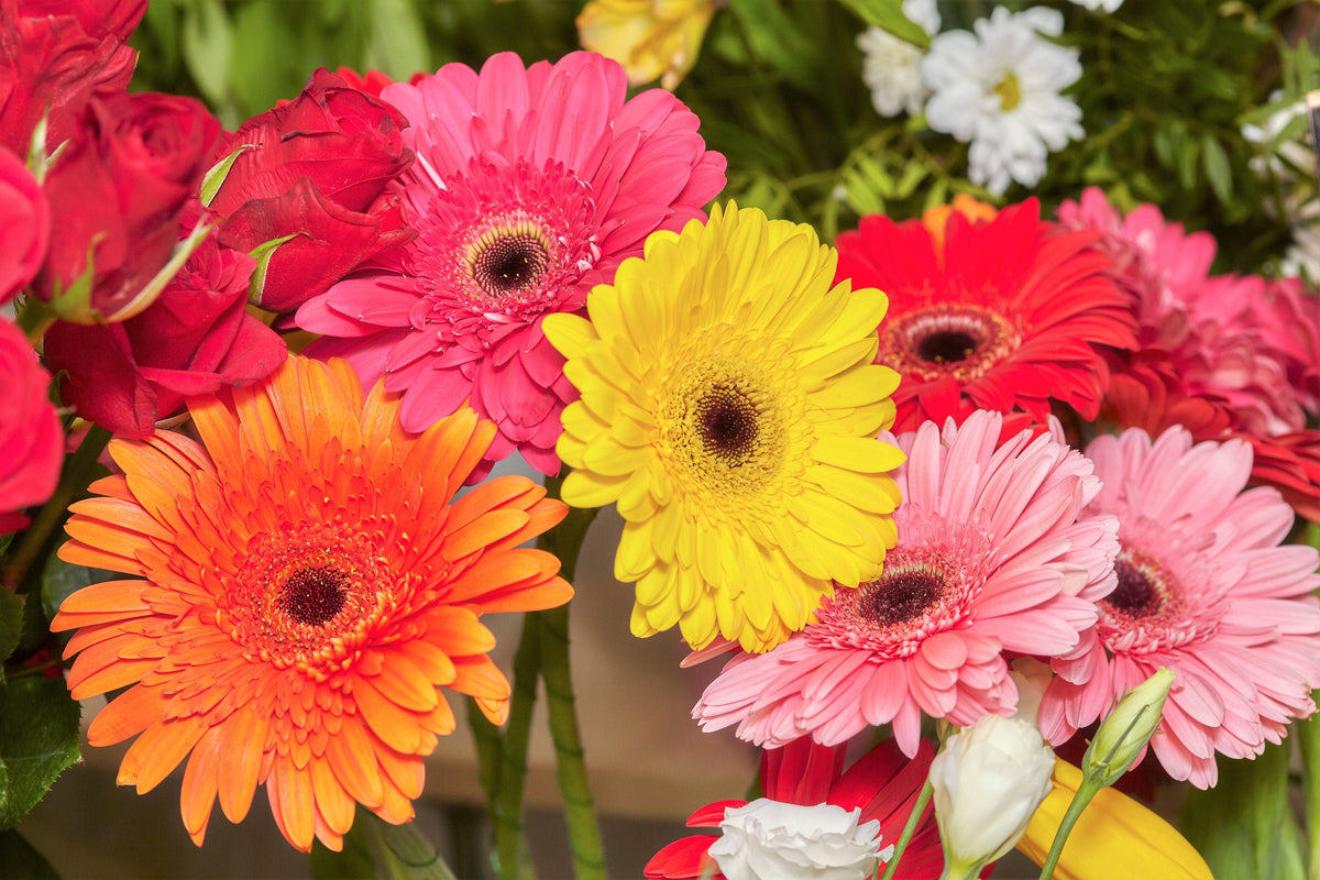 20 Gerber Diasy (Gerbera Jamesonii) Seeds