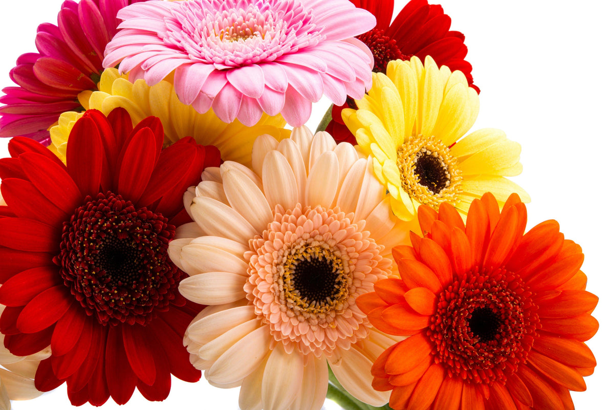 20 Gerber Diasy (Gerbera Jamesonii) Seeds