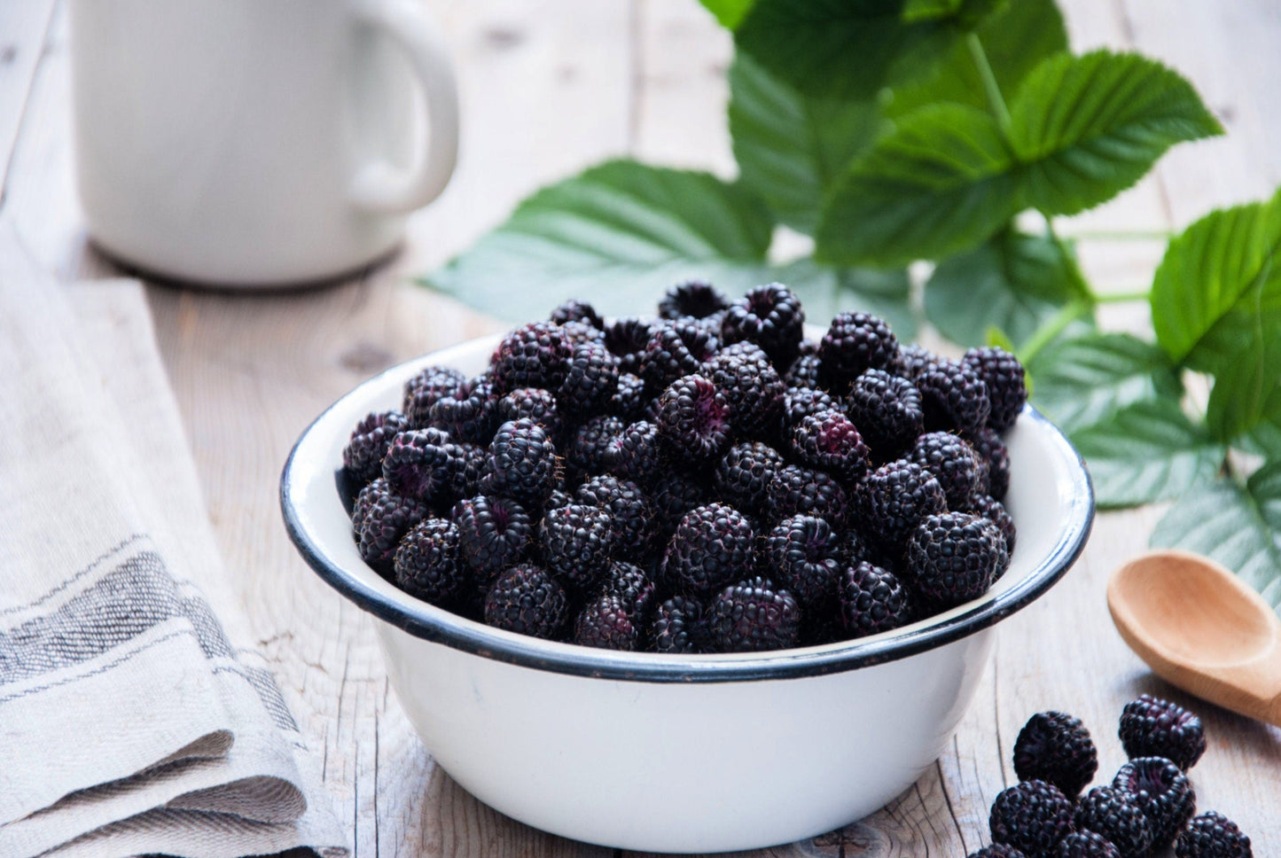 50 Whitebark Raspberry (Rubus Leucodermis) Seeds