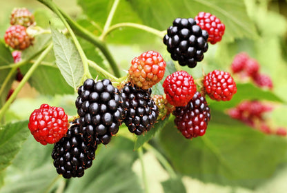 50 Whitebark Raspberry (Rubus Leucodermis) Seeds