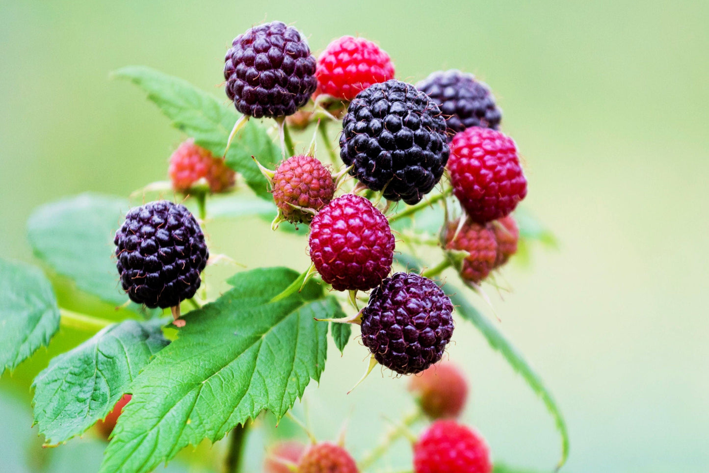 50 Whitebark Raspberry (Rubus Leucodermis) Seeds