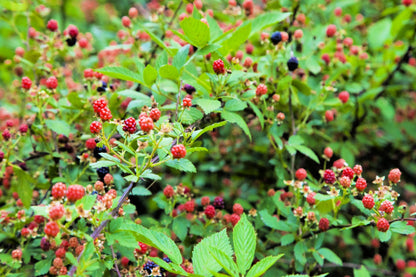 50 Whitebark Raspberry (Rubus Leucodermis) Seeds