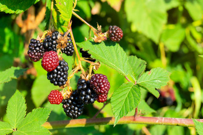 50 Whitebark Raspberry (Rubus Leucodermis) Seeds