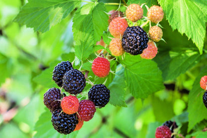 50 Whitebark Raspberry (Rubus Leucodermis) Seeds