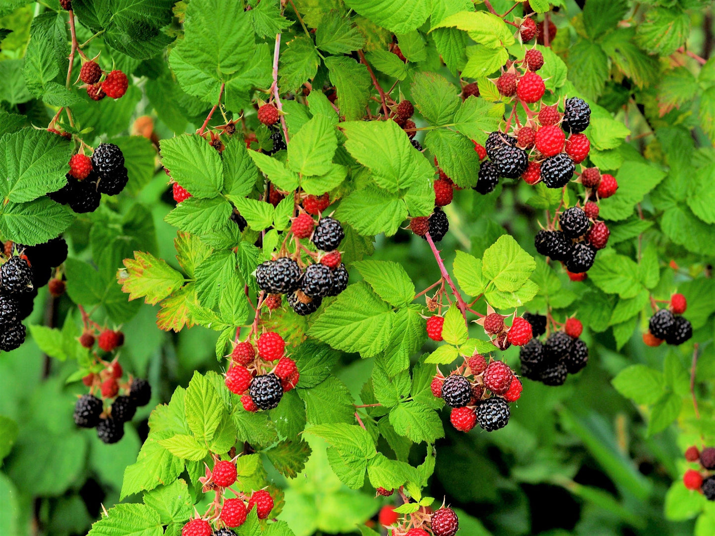50 Whitebark Raspberry (Rubus Leucodermis) Seeds