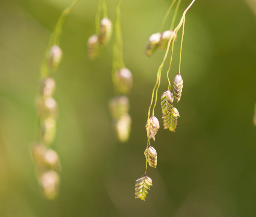 250 Rattlesnake Mannagrass (Canadian Quaking Grass; Glyceria Canadensis) Seeds