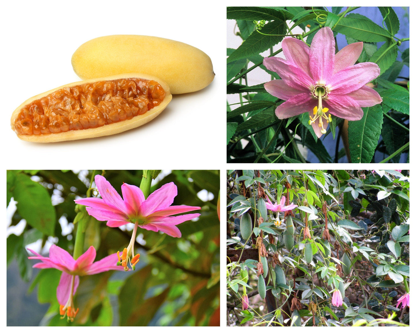 10 Banana Passion Fruit (Passiflora Mollissima) Seeds