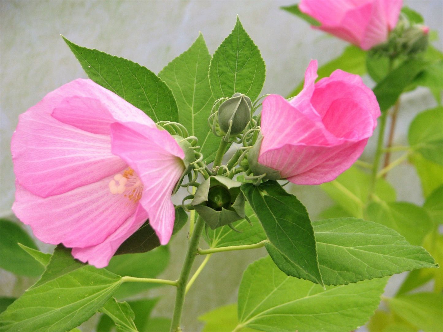 20 Light Pink Hibiscus (Moscheutos var. Palustris) Seeds