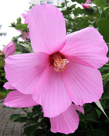 20 Light Pink Hibiscus (Moscheutos var. Palustris) Seeds