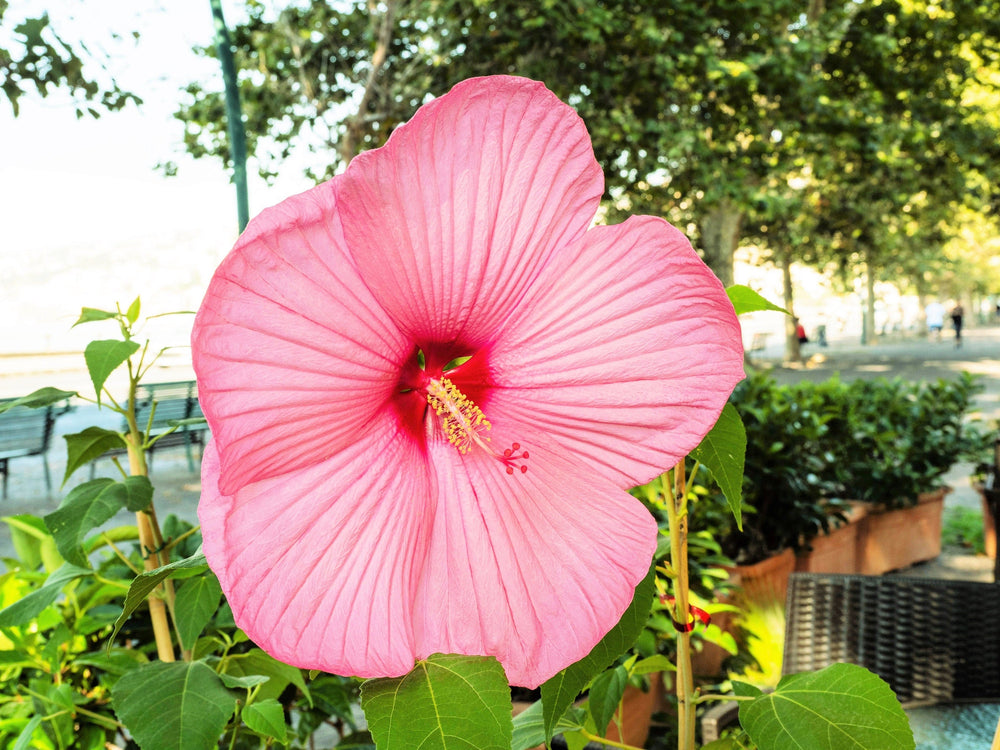 20 Light Pink Hibiscus (Moscheutos var. Palustris) Seeds