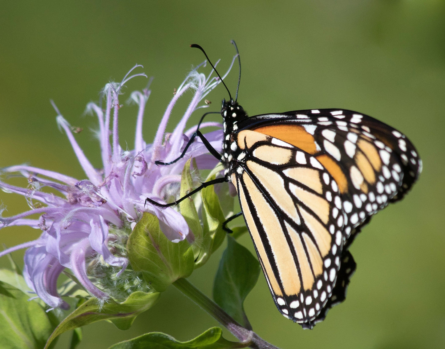 1000 WILD BERGAMOT (Monarda Fistulosa; Mintleaf Bee Balm; Oswego Tea) Seeds