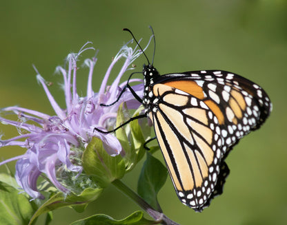 1000 WILD BERGAMOT (Monarda Fistulosa; Mintleaf Bee Balm; Oswego Tea) Seeds