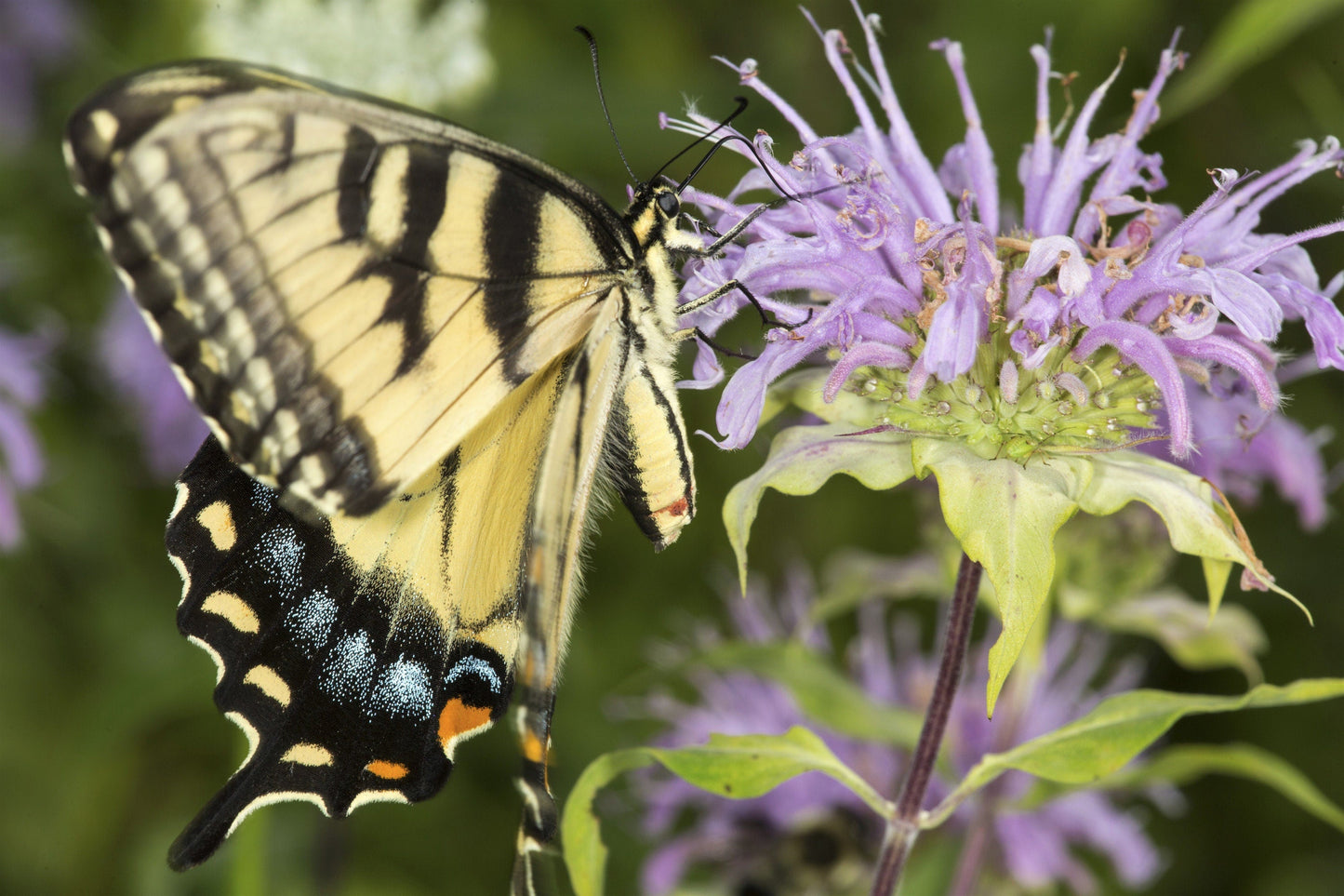 1000 WILD BERGAMOT (Monarda Fistulosa; Mintleaf Bee Balm; Oswego Tea) Seeds