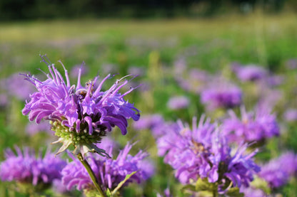 1000 WILD BERGAMOT (Monarda Fistulosa; Mintleaf Bee Balm; Oswego Tea) Seeds