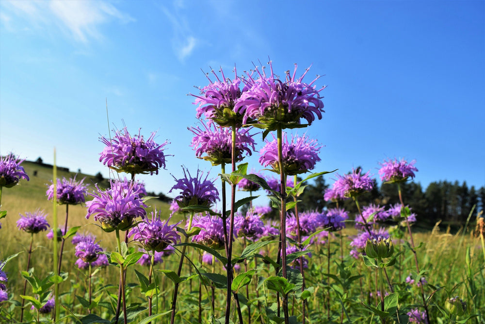 1000 WILD BERGAMOT (Monarda Fistulosa; Mintleaf Bee Balm; Oswego Tea) Seeds