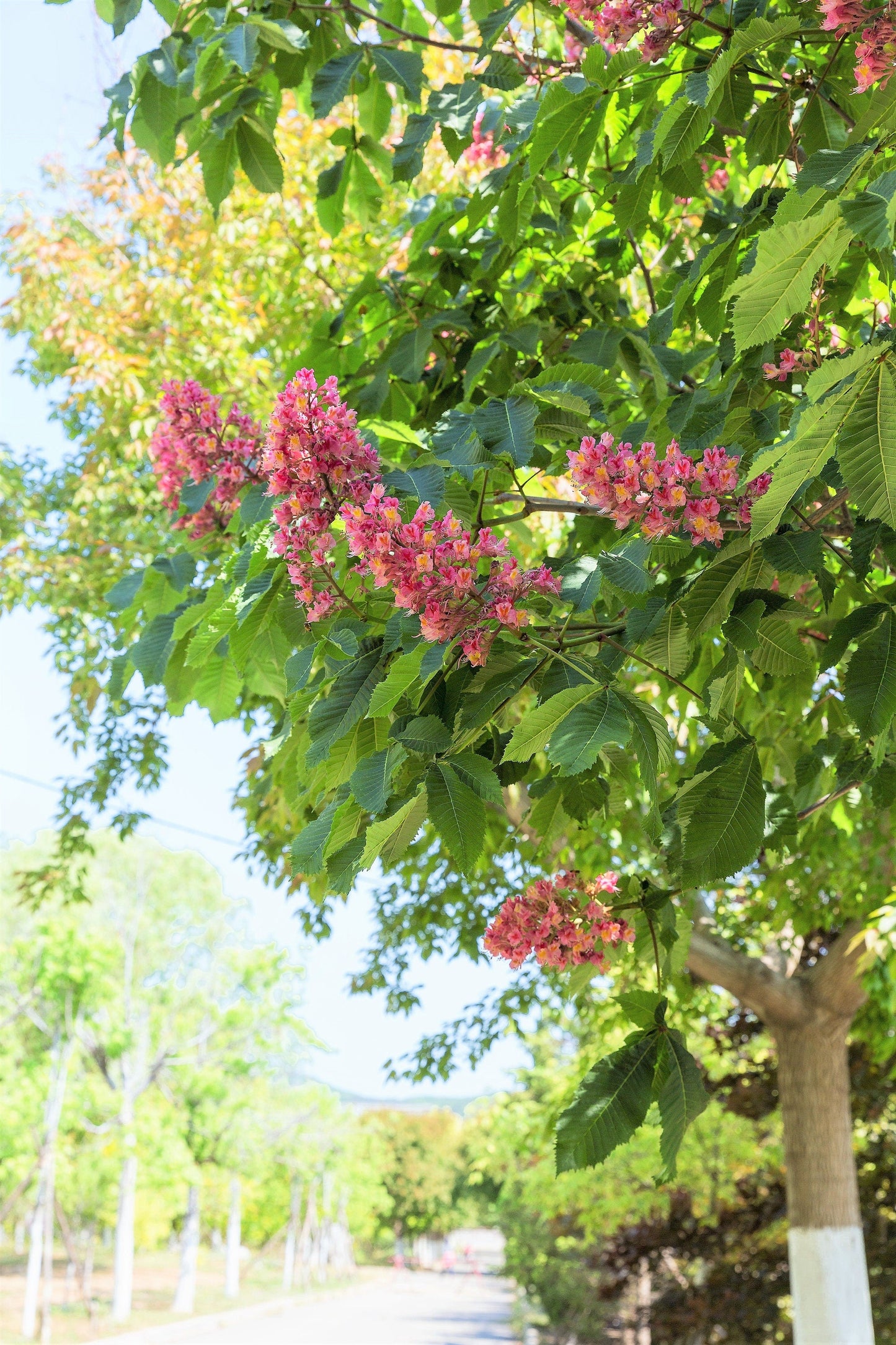 20 East Indian Almond Tree/Hollock (Terminalia Myriocarpa) Seeds