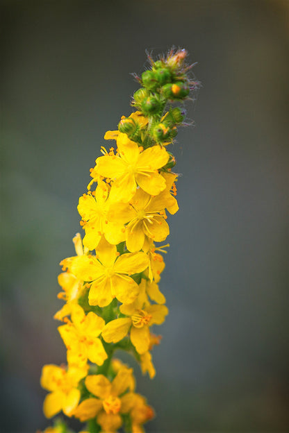 15 Common Agrimony (Agrimonia Eupatoria) Seeds