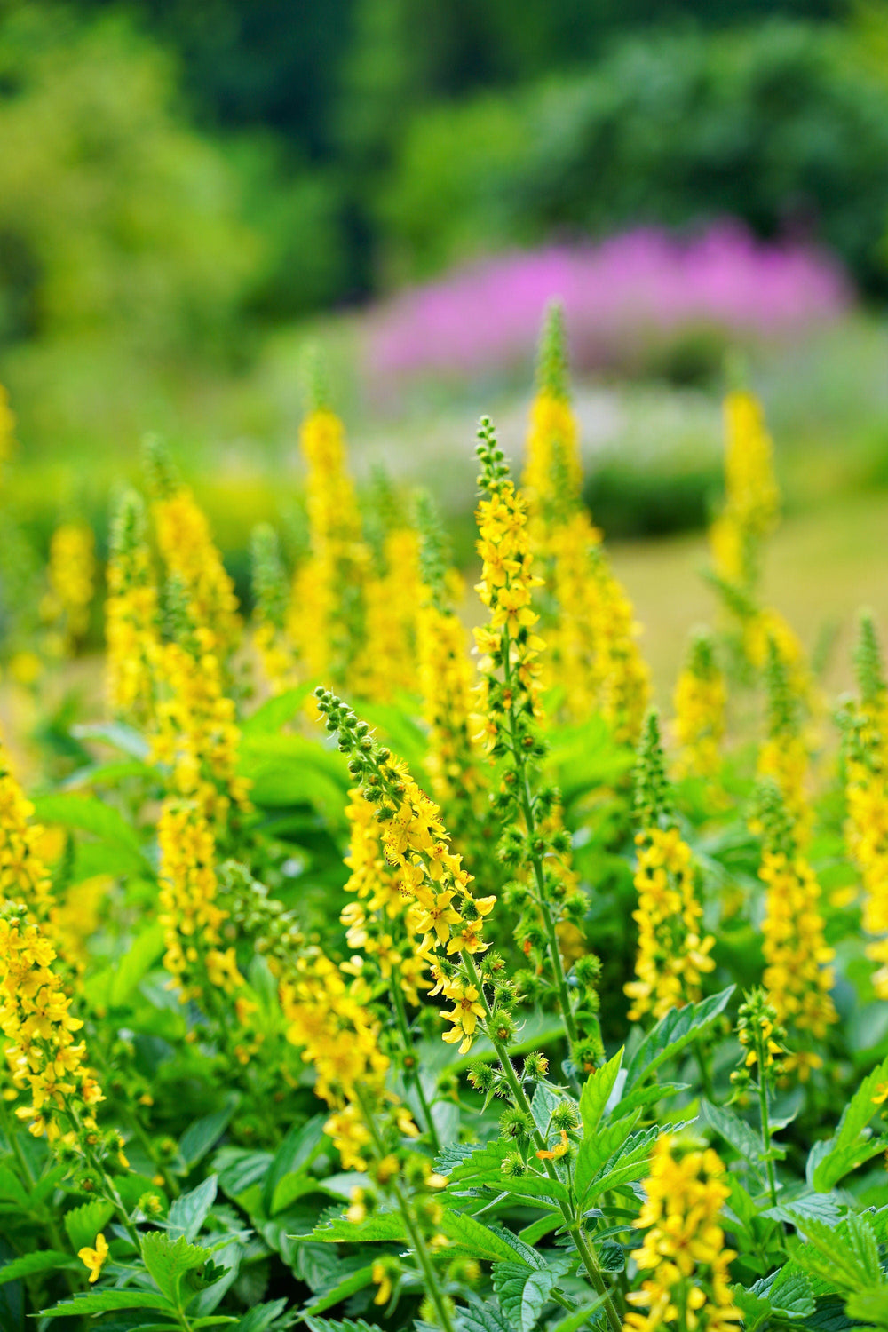 15 Common Agrimony (Agrimonia Eupatoria) Seeds