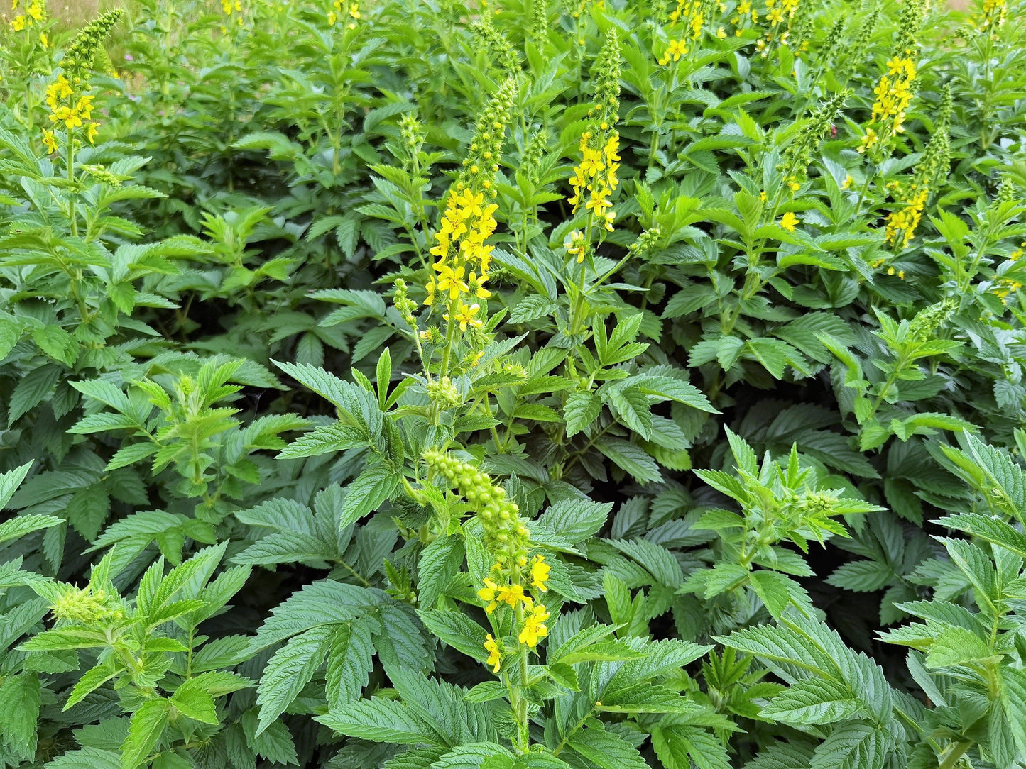 15 Common Agrimony (Agrimonia Eupatoria) Seeds