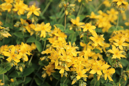 15 Common Agrimony (Agrimonia Eupatoria) Seeds