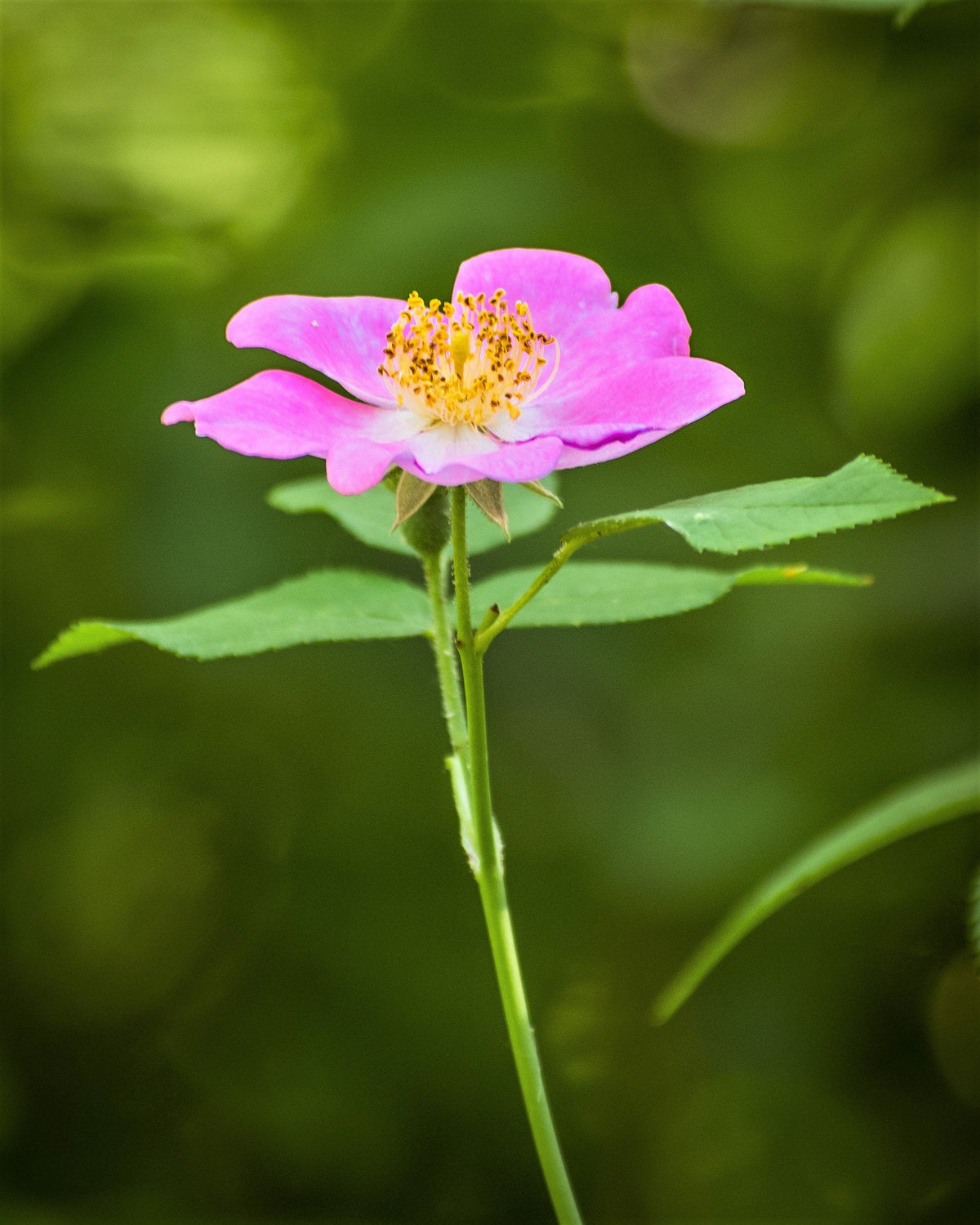 10 Climbing Michigan Rose (Rosa Setigera) Seeds