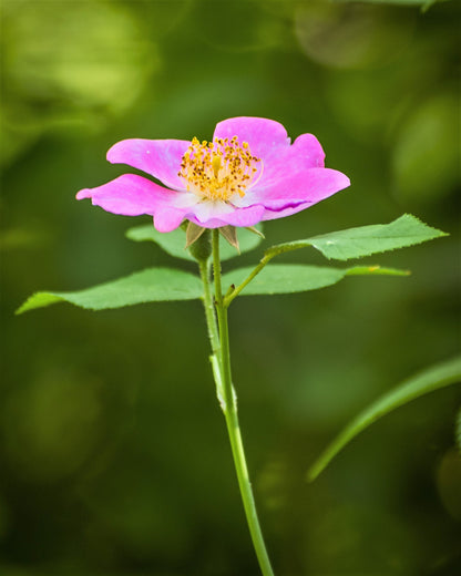 10 Climbing Michigan Rose (Rosa Setigera) Seeds