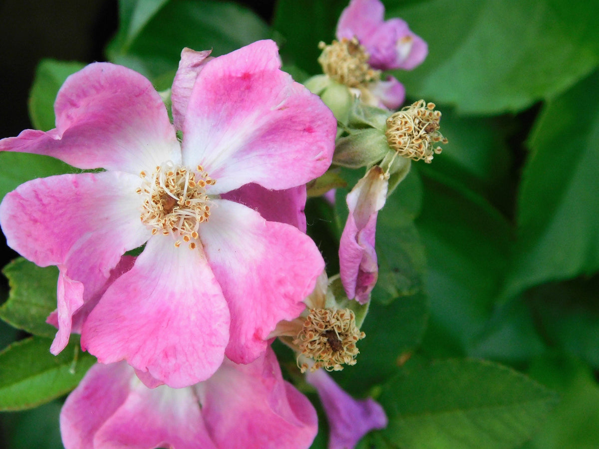 10 Climbing Michigan Rose (Rosa Setigera) Seeds