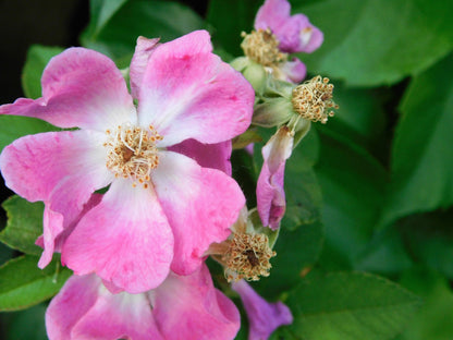 10 Climbing Michigan Rose (Rosa Setigera) Seeds