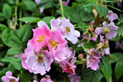 10 Climbing Michigan Rose (Rosa Setigera) Seeds