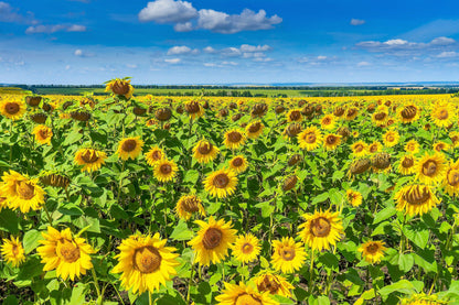 Peredovik Sunflower (Helianthus annuus) Seeds – 100 ct