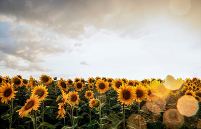Peredovik Sunflower (Helianthus annuus) Seeds – 100 ct
