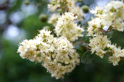 40 WHITE FLOWERING HENNA Tree Lawsonia Inermis var. Alba Dye Plant Tattoo Flower Seeds