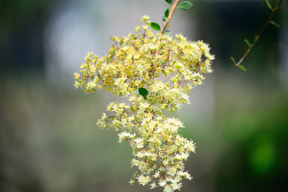 40 WHITE FLOWERING HENNA Tree Lawsonia Inermis var. Alba Dye Plant Tat ...