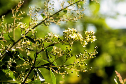 40 WHITE FLOWERING HENNA Tree Lawsonia Inermis var. Alba Dye Plant Tattoo Flower Seeds