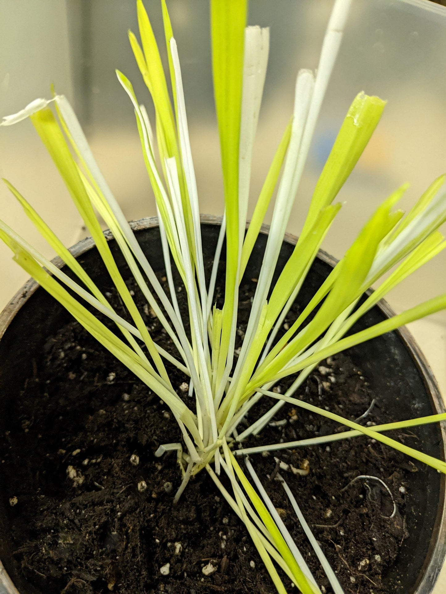 50 Variegated Cat Grass (Triticum Aestivum) Seeds