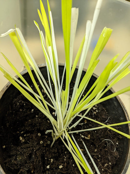 50 Variegated Cat Grass (Triticum Aestivum) Seeds