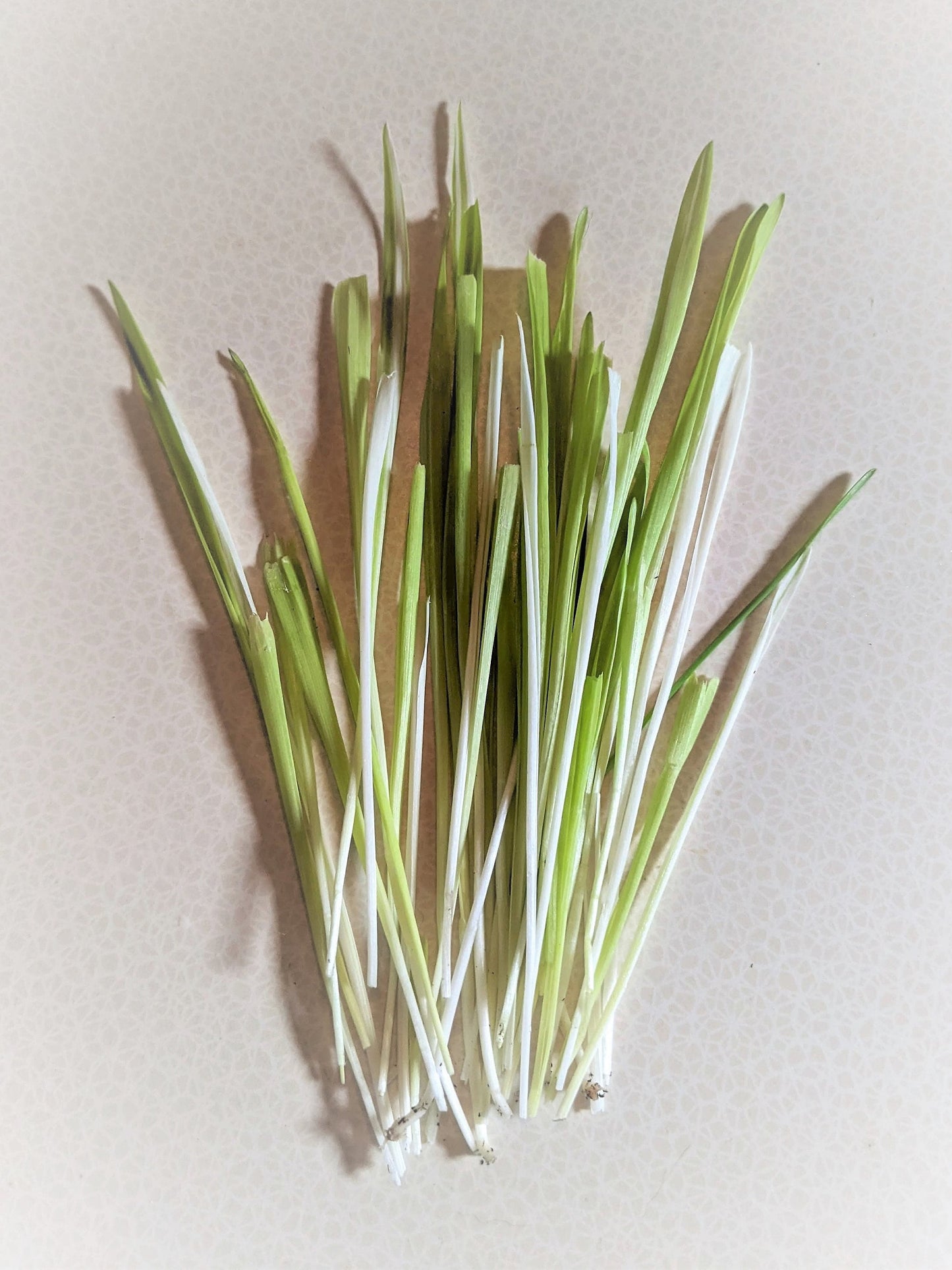 50 Variegated Cat Grass (Triticum Aestivum) Seeds