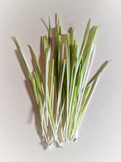50 Variegated Cat Grass (Triticum Aestivum) Seeds