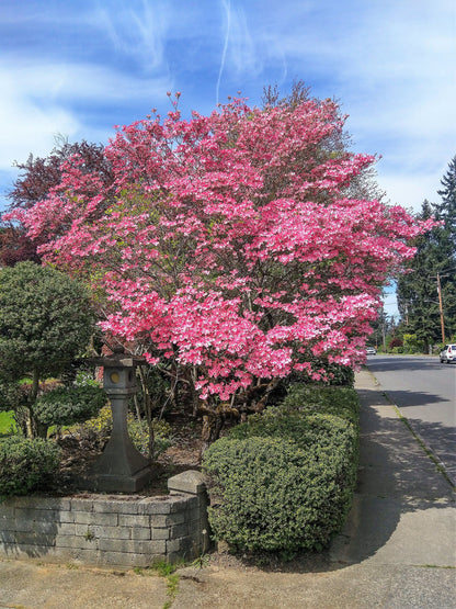 5 PINK FLOWERING DOGWOOD Tree Cornus Florida Rubra Native Ornamental Tree Seeds