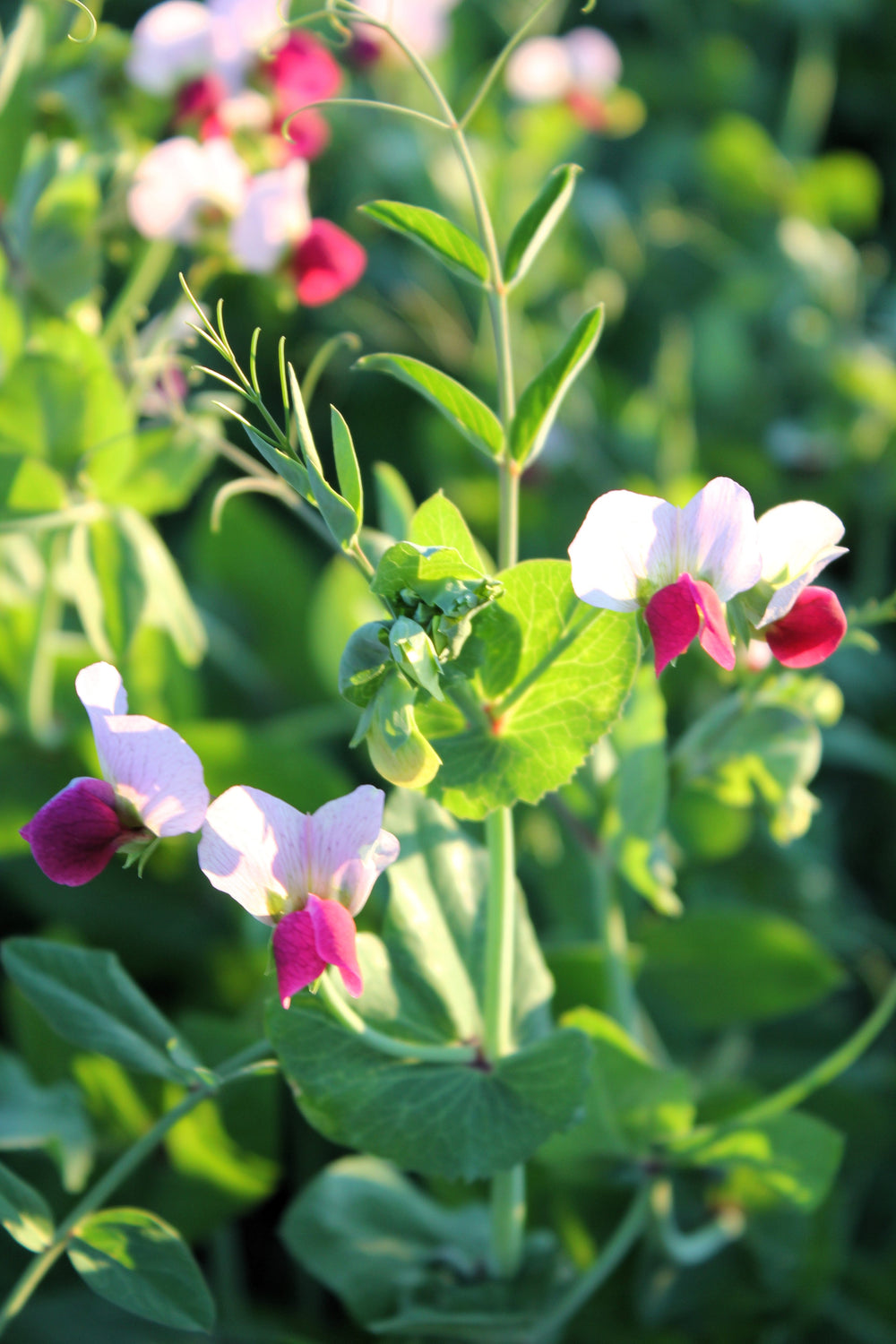 50 Austrian Winter Pea (Pisum Sativum) Seeds