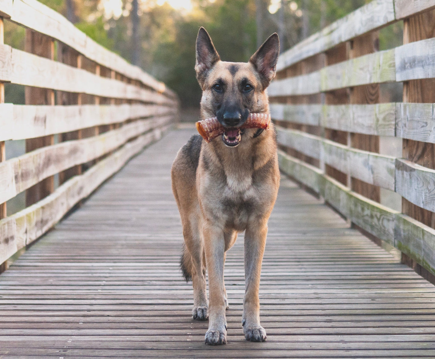 Beef Trachea (Grass Fed & Finished)