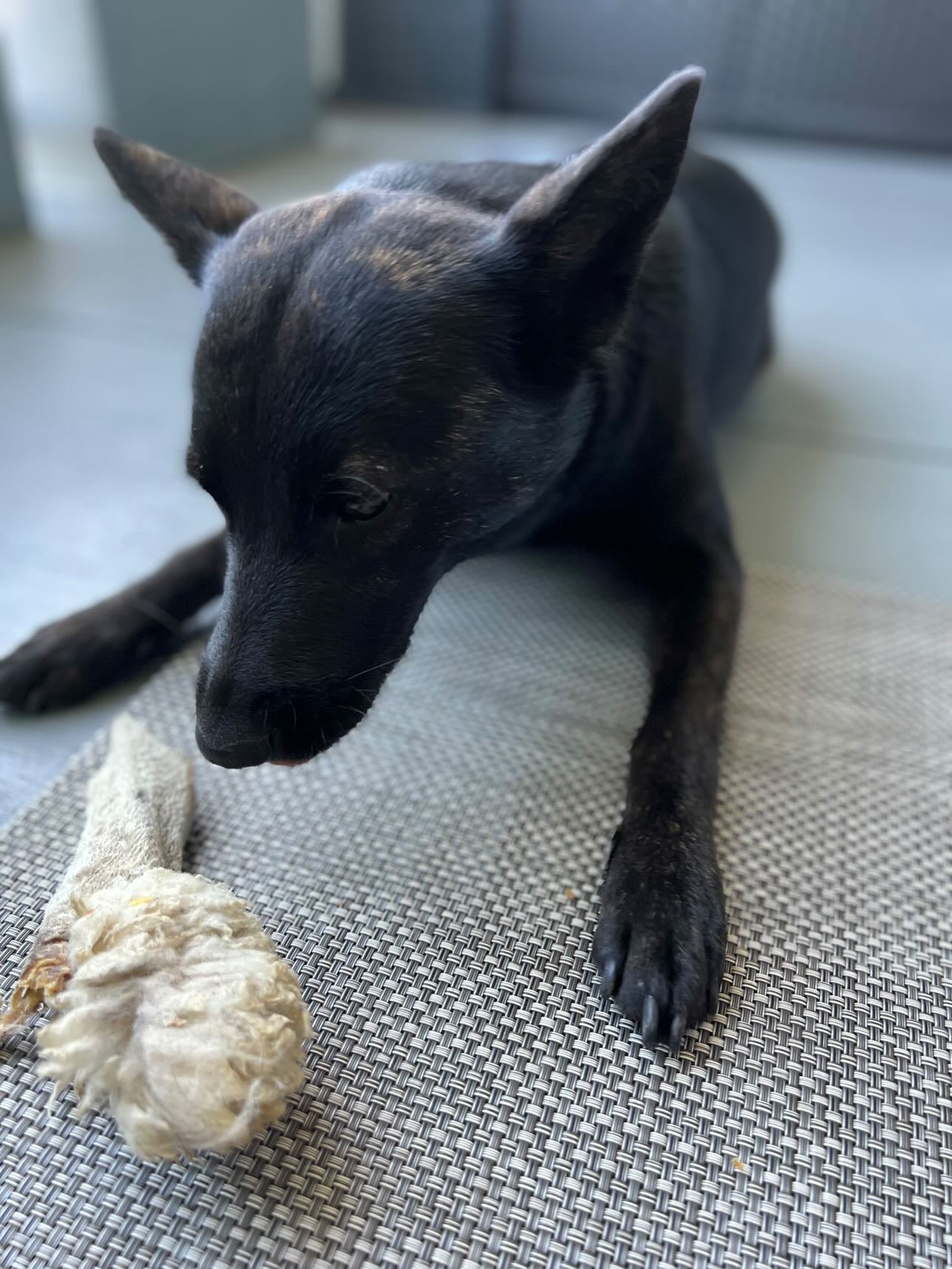 Lamb Ears (Furry & Non Fur)