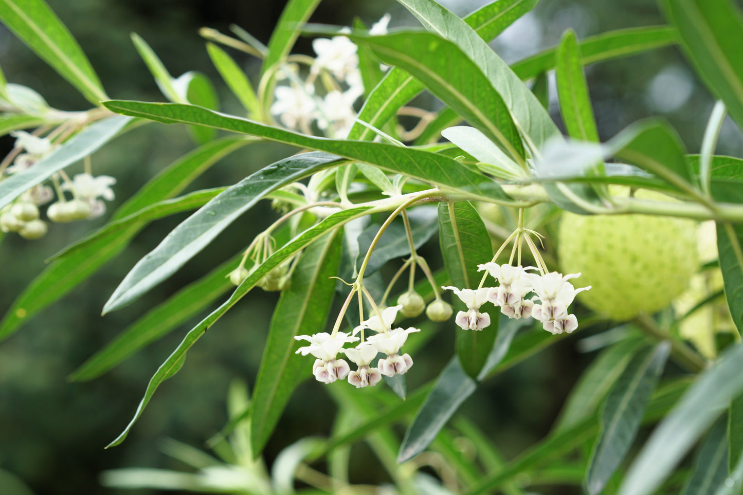 10 Balloon Milkweed (Asclepias Gomphocarpus Physocarpus) Seeds