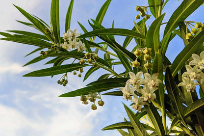 10 Balloon Milkweed (Asclepias Gomphocarpus Physocarpus) Seeds