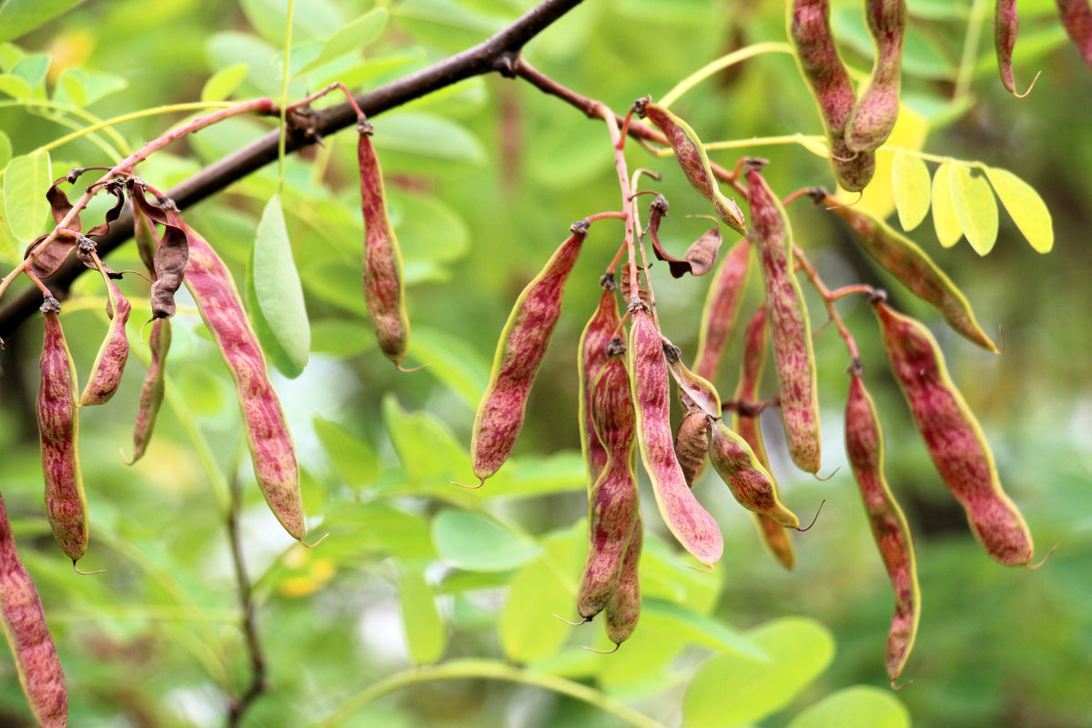 Rose Locust (Robinia hispida) Seeds – 15 ct